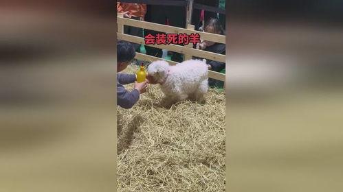 网红小羊,萌动全网，羊界新宠